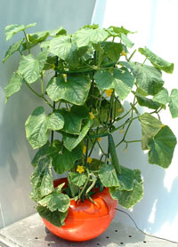 �L���E���@�n�C�|�j�J�@�ƒ�؉�